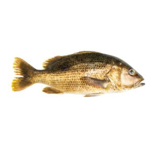 Whole Golden Snapper Fish