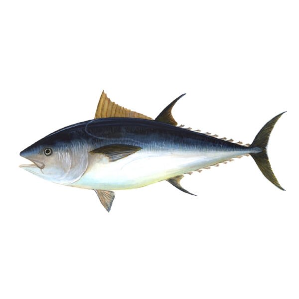 Bluefin Tuna