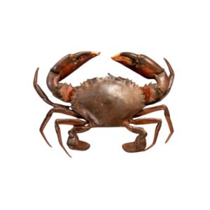Mud Crab