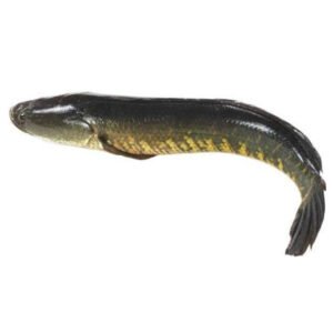 murrel fish Live Murrel