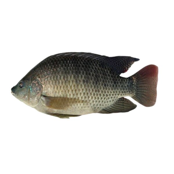 Nile Tilapia Whole