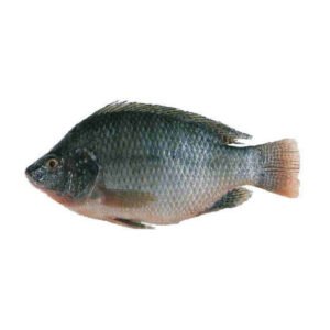 Whole Tilapia Fish Boneless