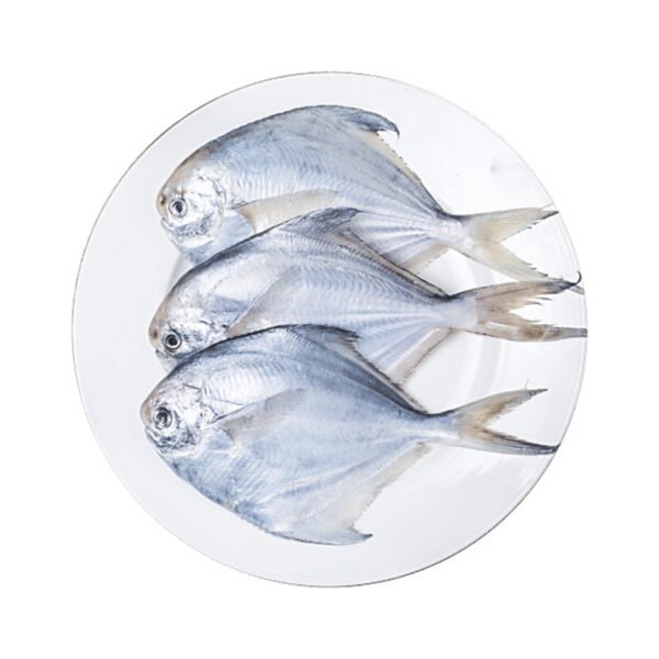 White Pomfret